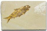Detailed Fossil Fish (Knightia) - Wyoming #344741-1